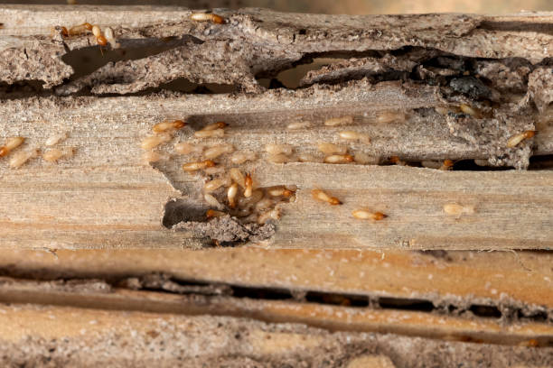 Best Exterminator Services  in Star, NC
